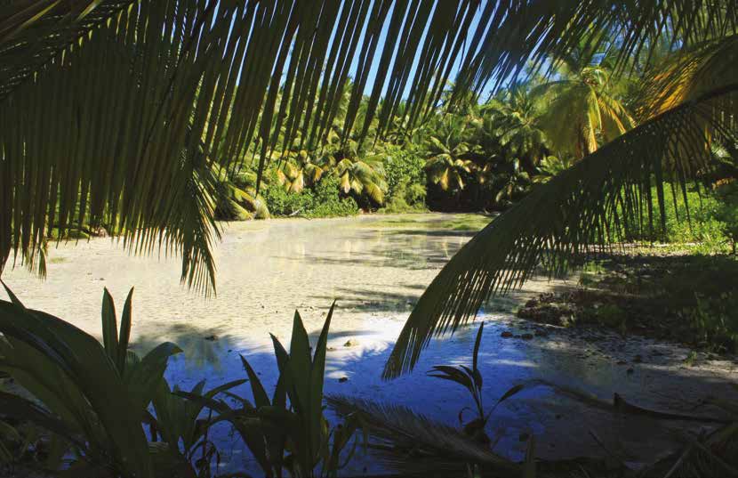 Les îles Éparses et leurs Cratopus