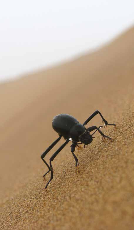 Les insectes ingénieurs (1)