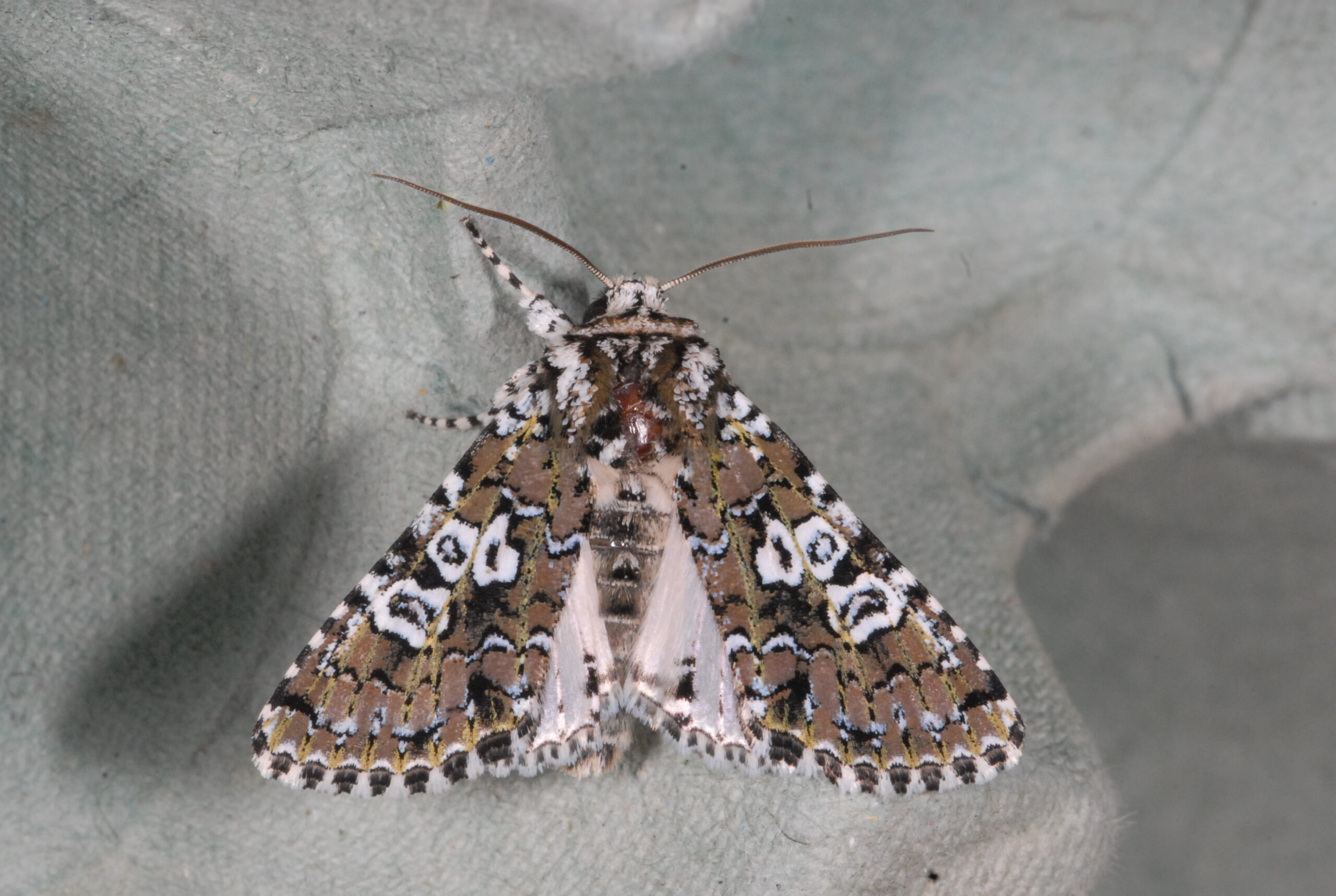 Papillons de nuit (initiation)