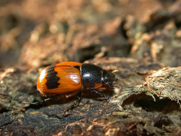 Coléoptères (initiation)