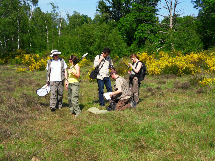 Insectes pollinisateurs sauvages : abeilles (perfectionnement)