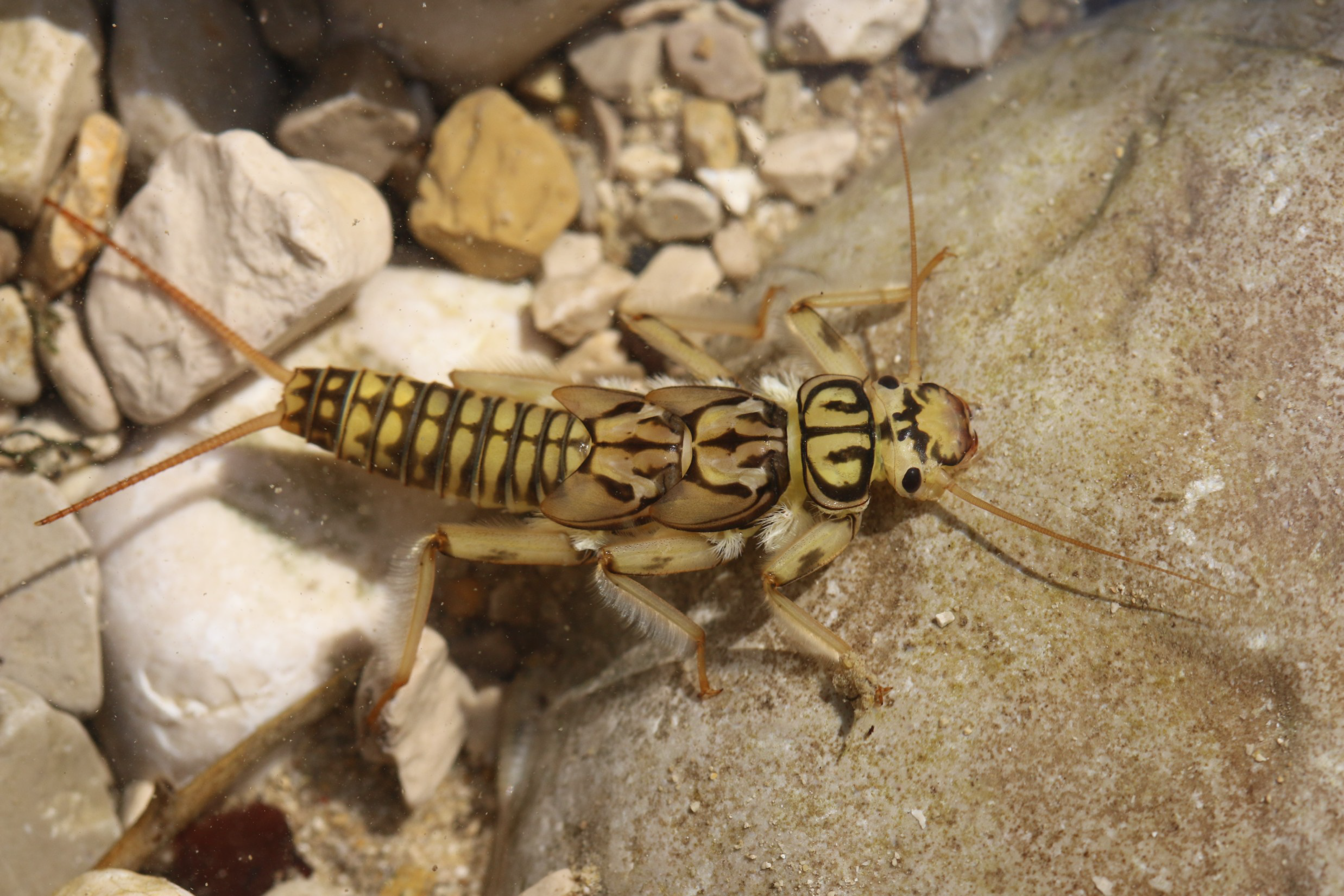 Insectes aquatiques (perfectionnement)