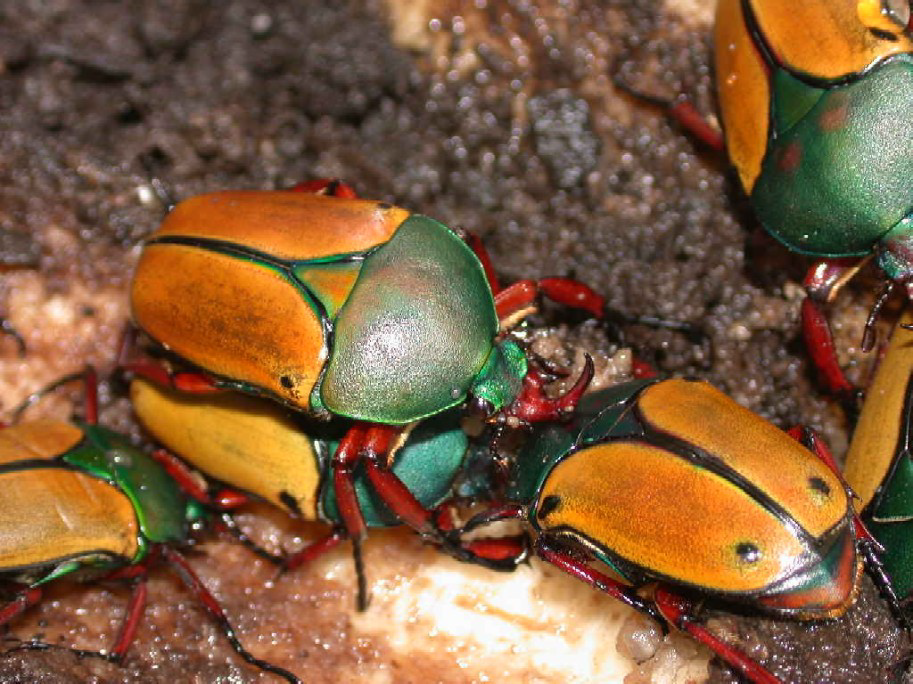Élevages d’insectes
