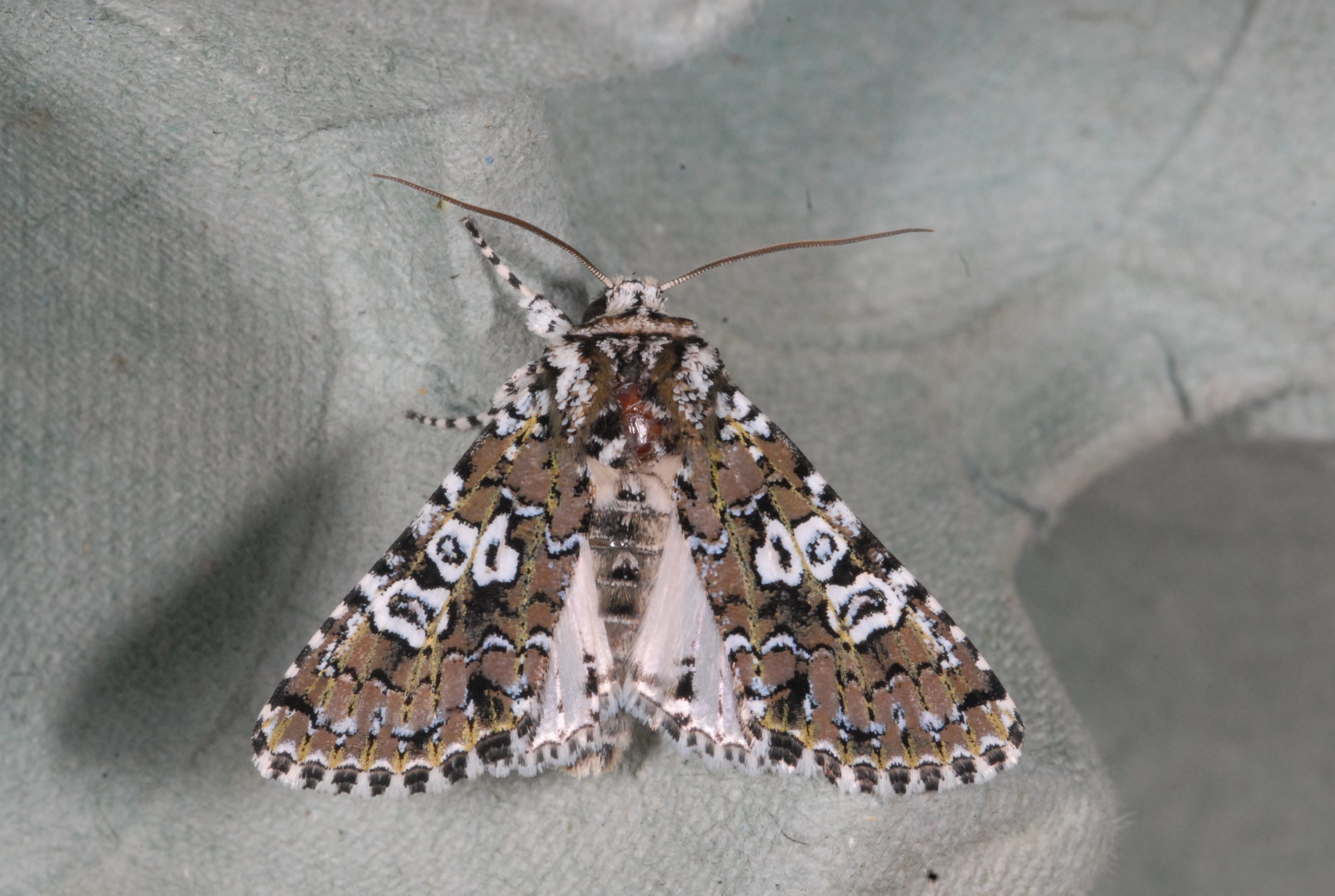 Papillons de nuit (initiation)