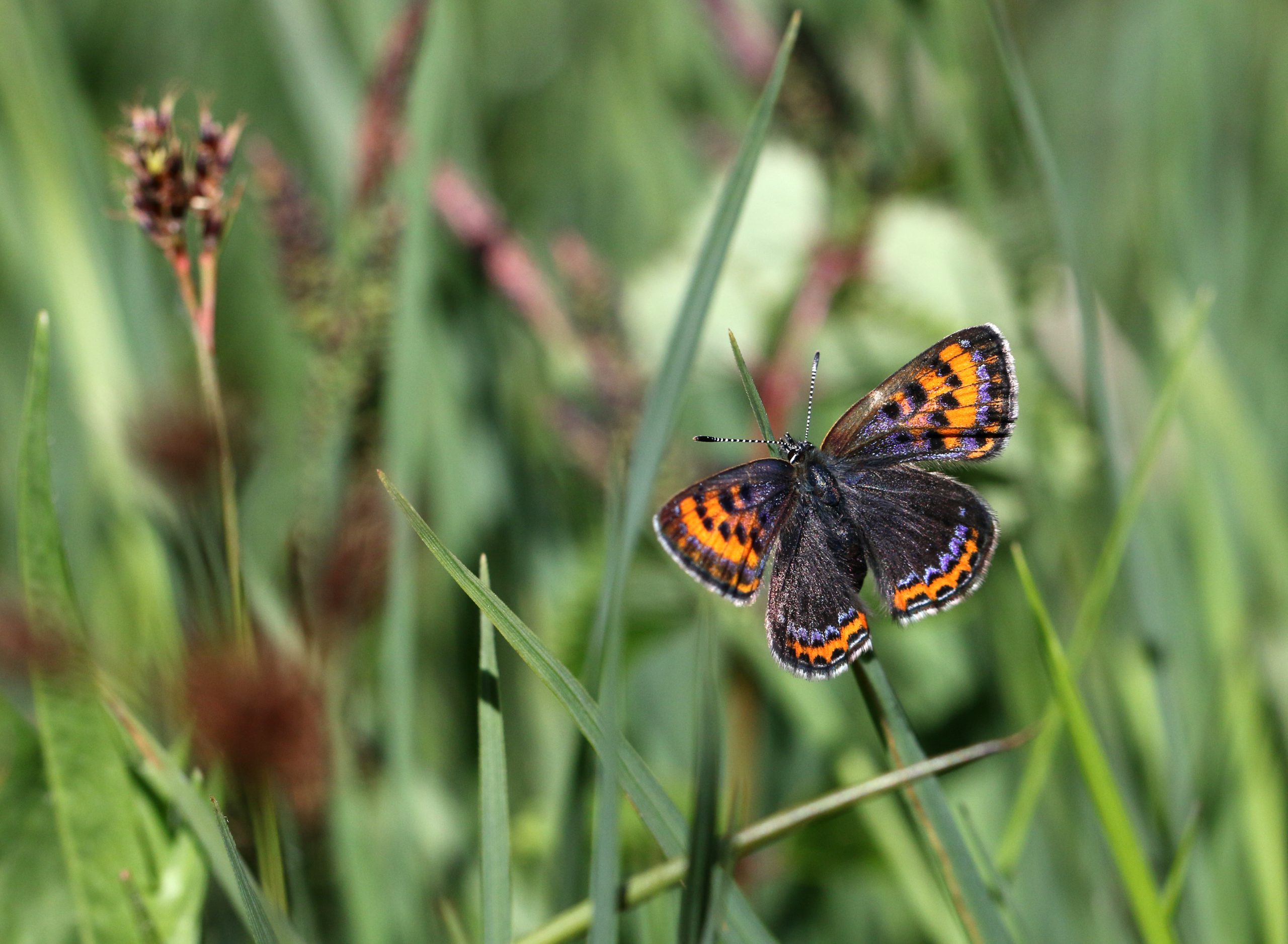 Papillons de jour (perfectionnement)