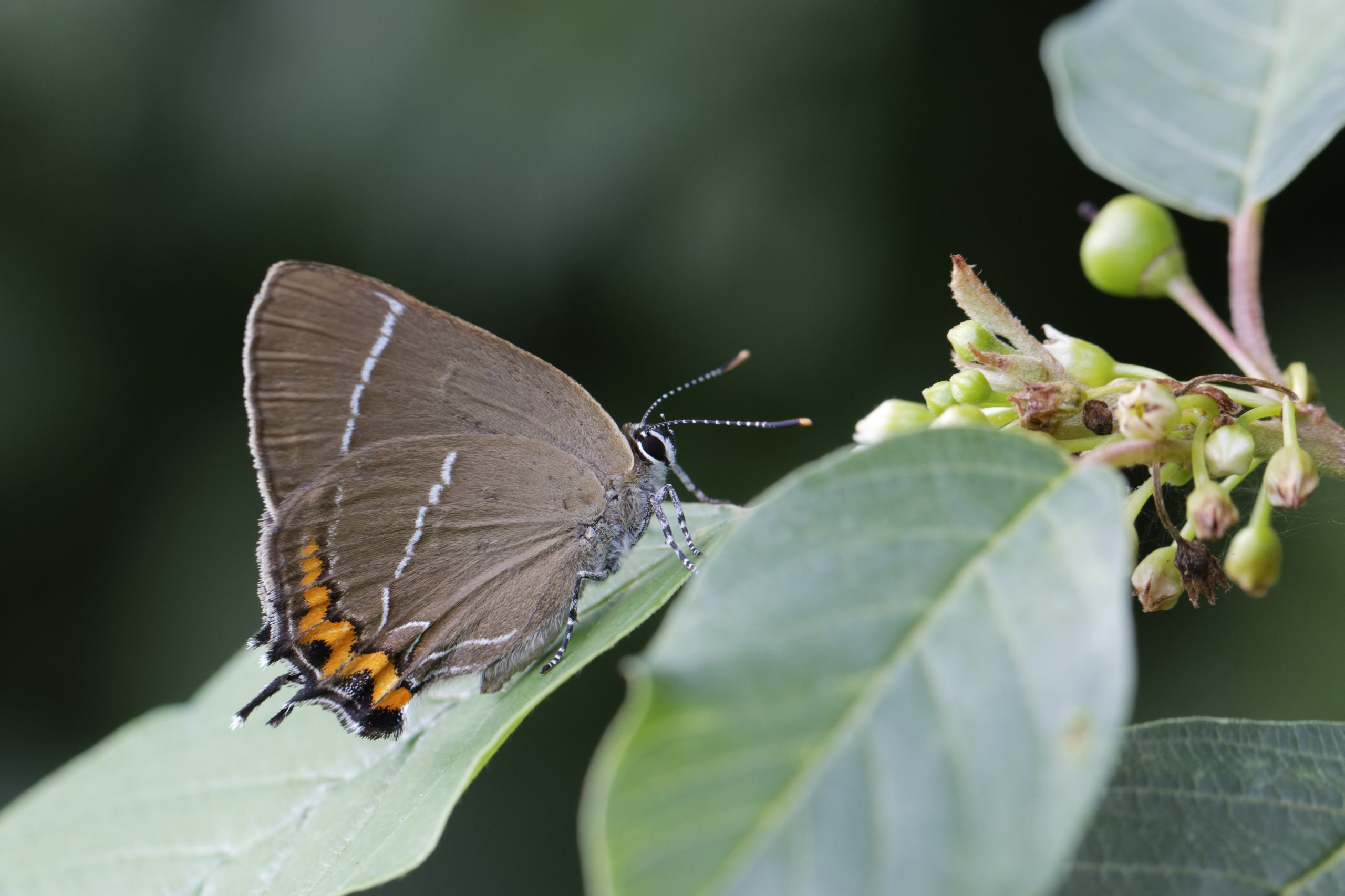 Papillons de jour (initiation)