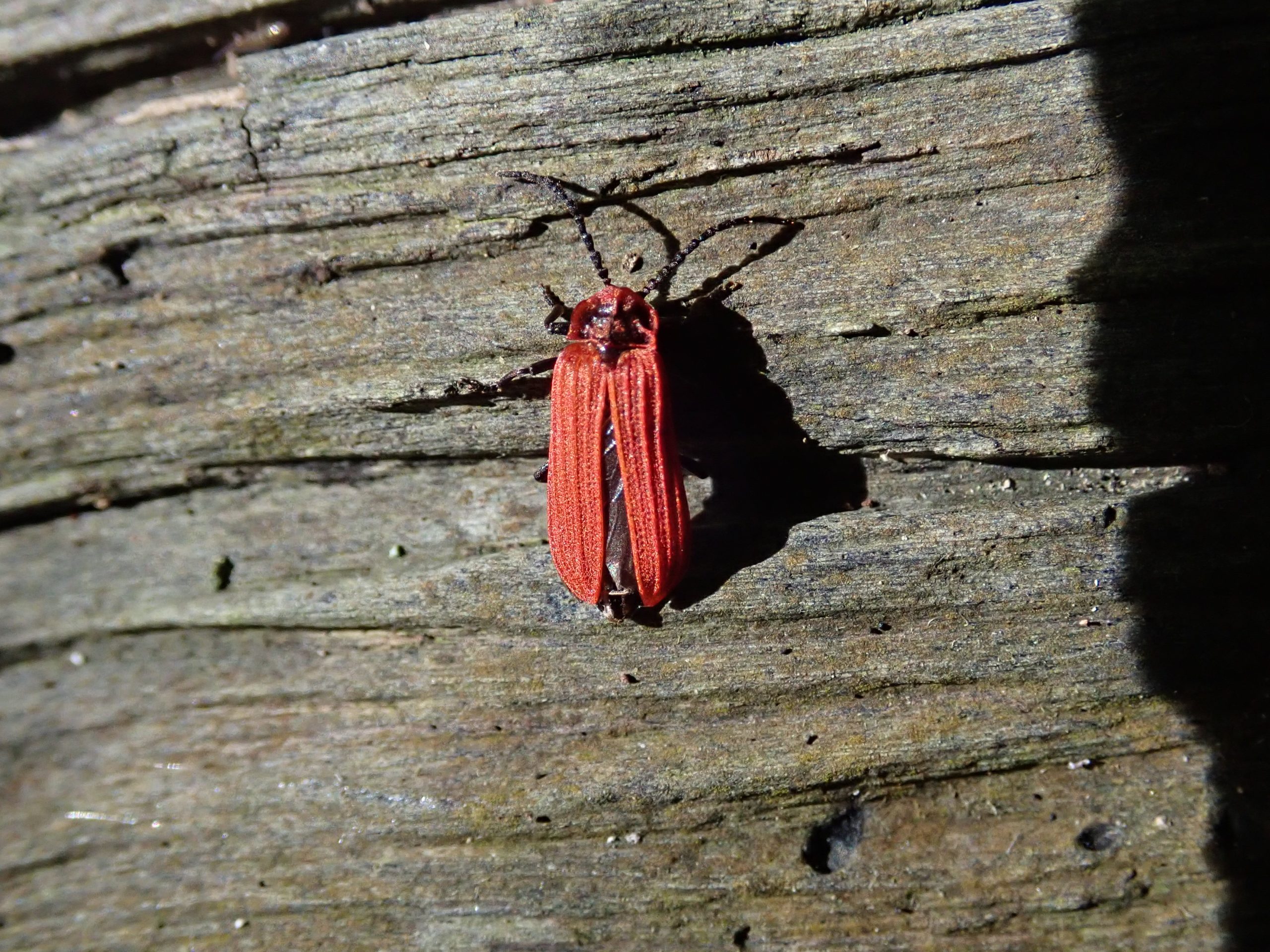 Coléoptères saproxyliques (perfectionnement)
