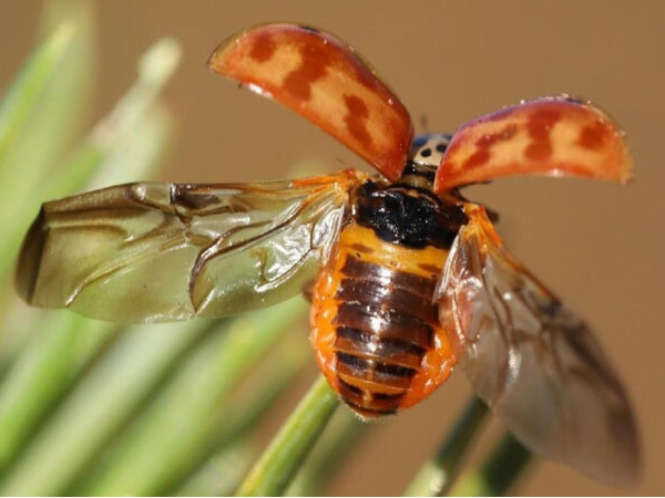 Conférence : Coccinelles méconnues – Lundi 3 mars 2025