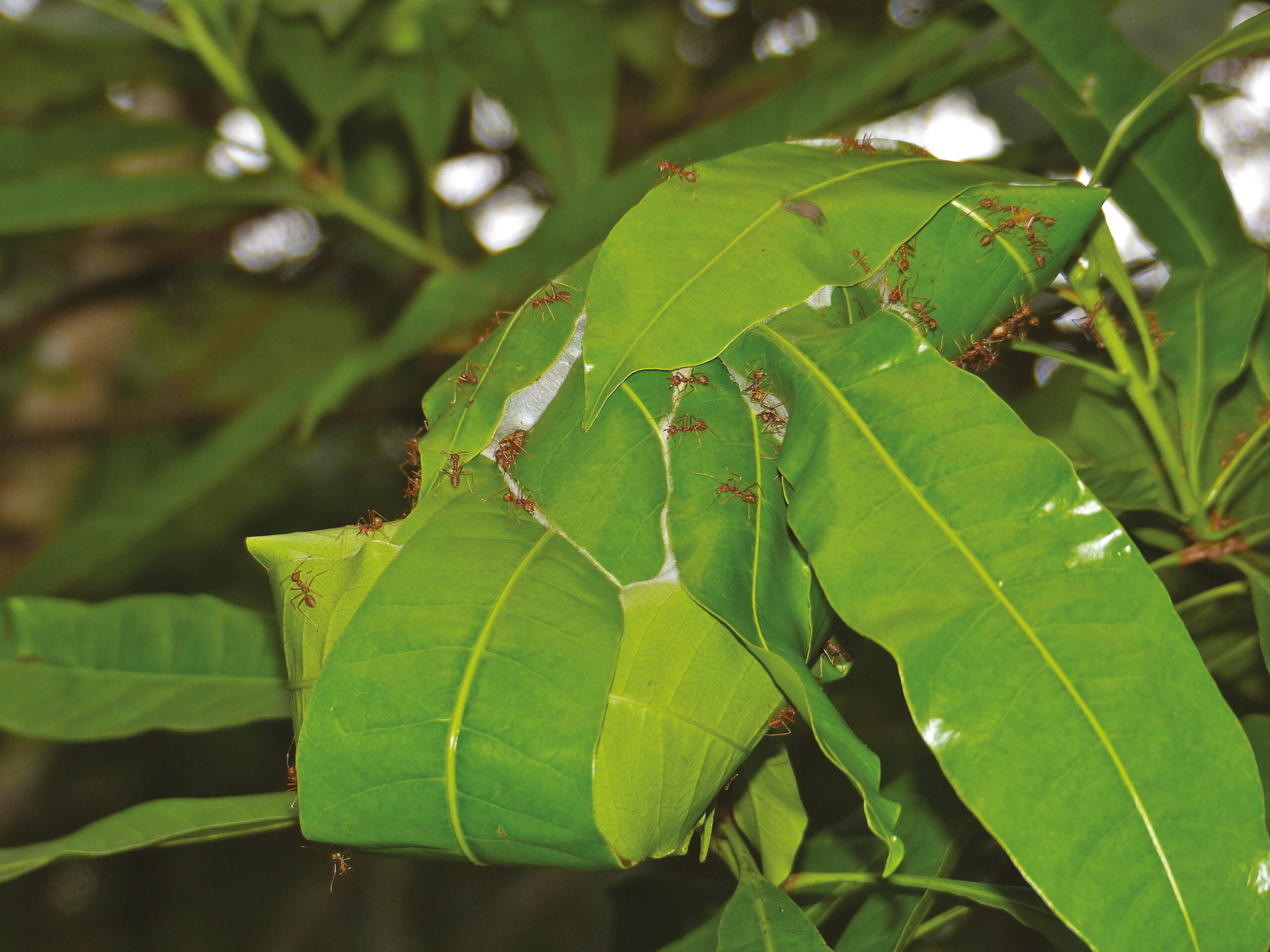 La vie dans les arbres des fourmis tisserandes