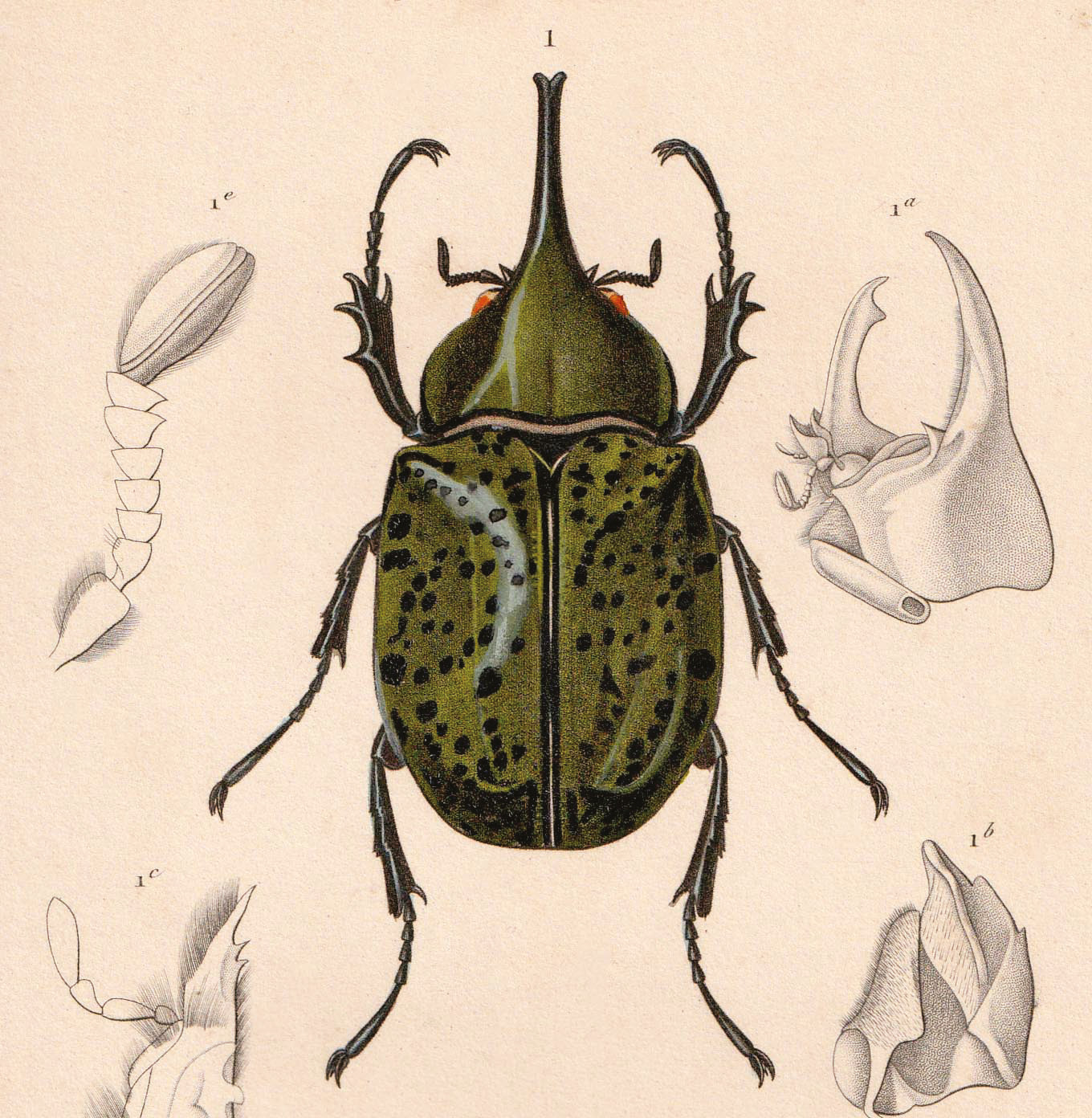 Bons points, images et sensibilisation aux sciences naturelles