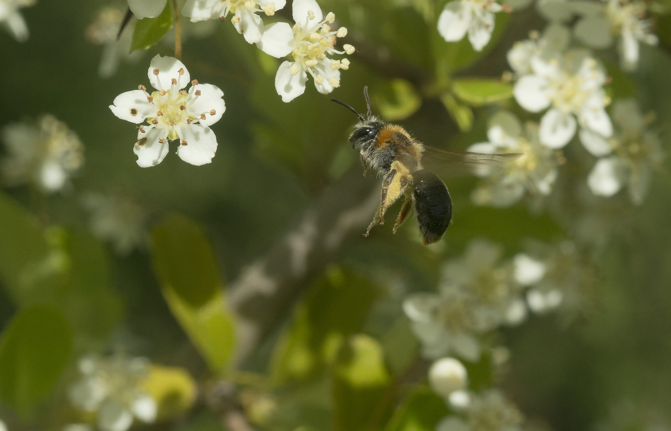 Le printemps 2025 à la Maison des Insectes