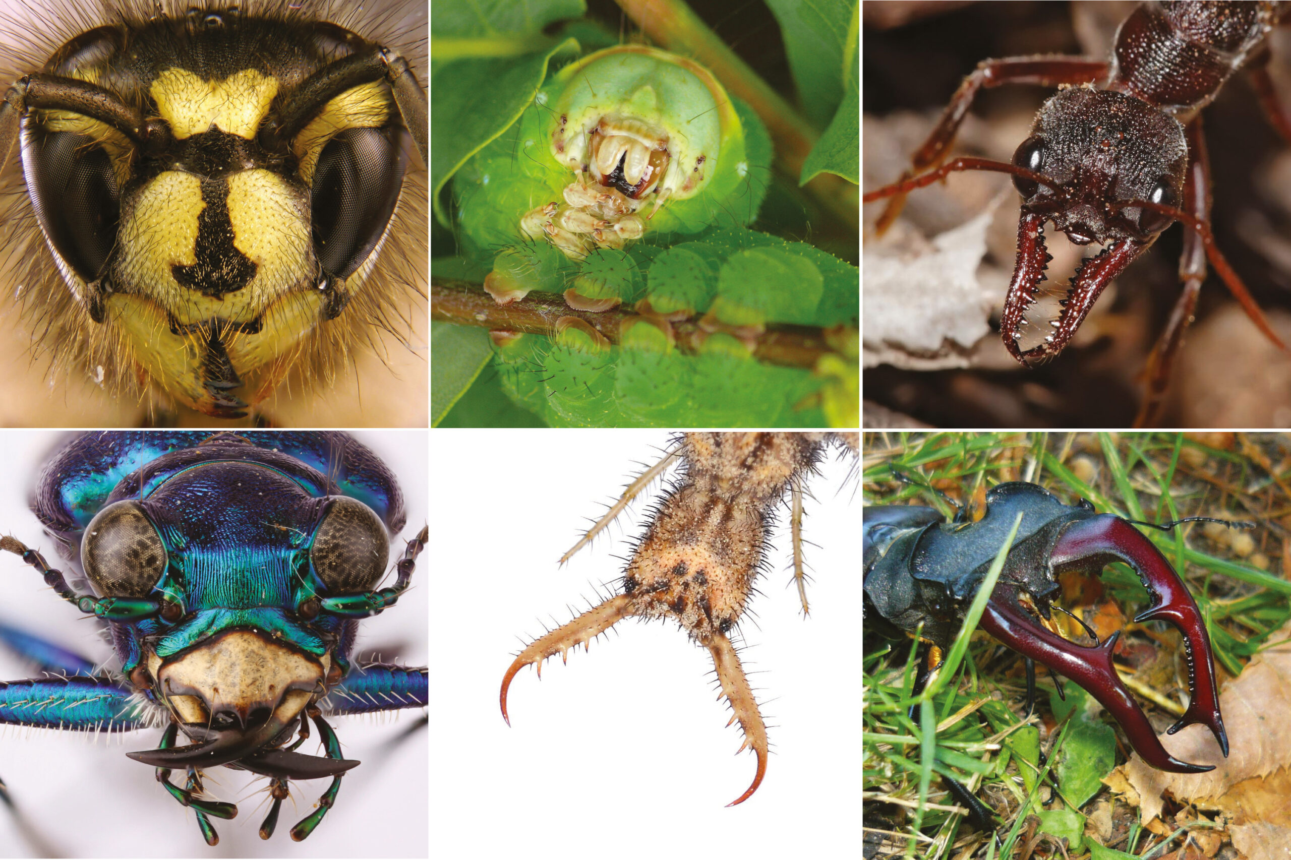 La spécialisation écologique : comprendre la biodiversité entomologique