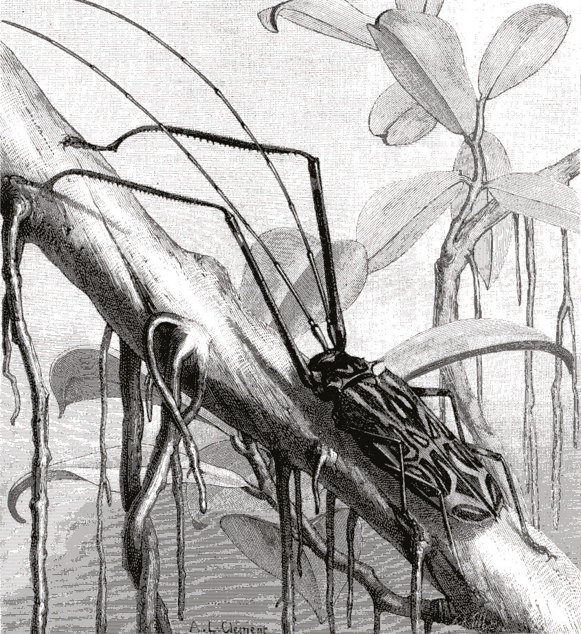Le Grand Arlequin de Cayenne