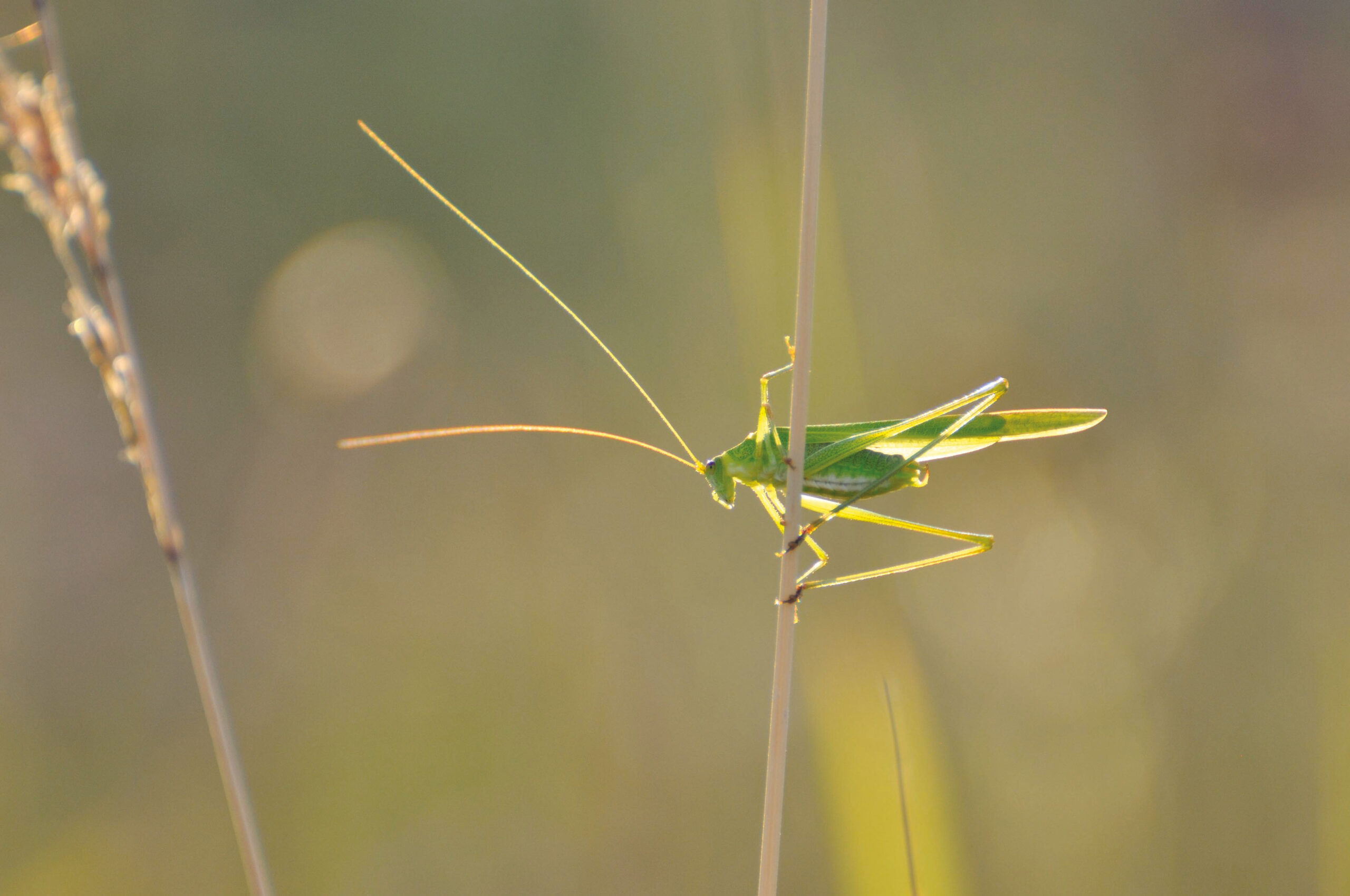 L’été 2025 à la Maison des Insectes