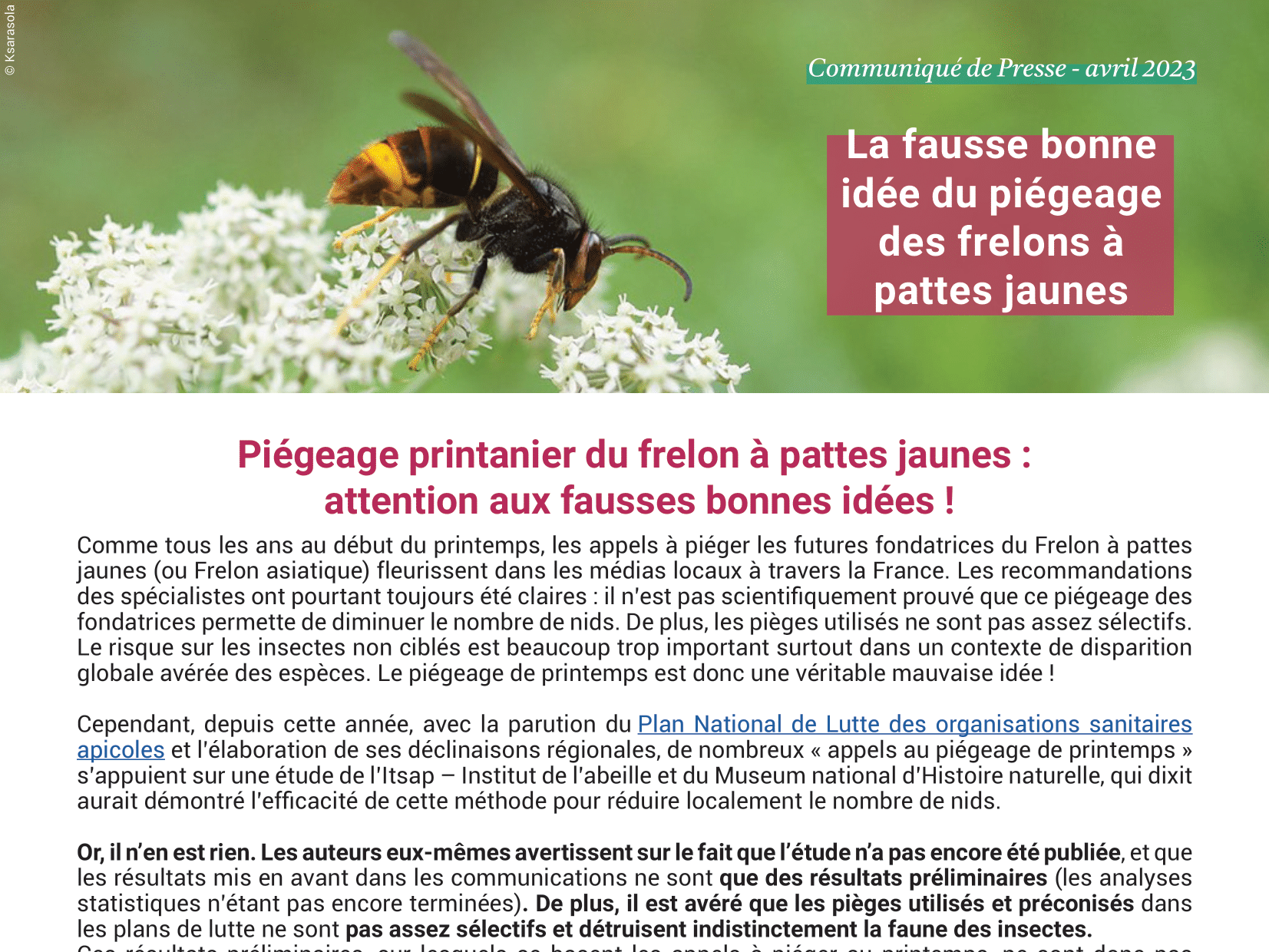 La fausse bonne idée du piégeage des frelons à pattes jaunes