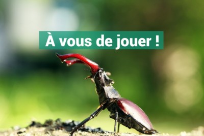 En quête d’insectes