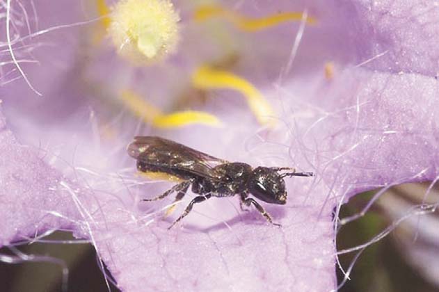 Chélostomes et campanules