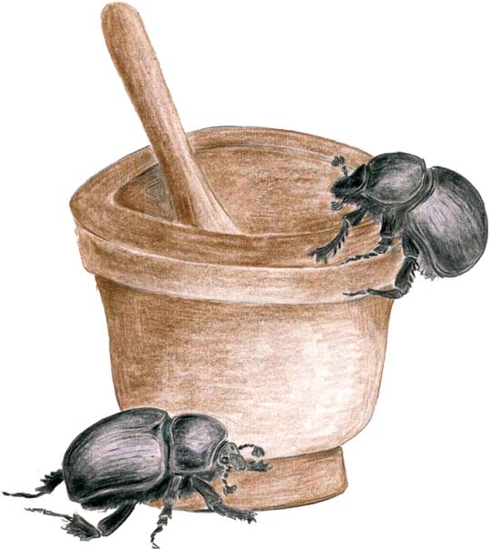 Insectes employés autrefois en médecine, ou les insectes ont fait recettes