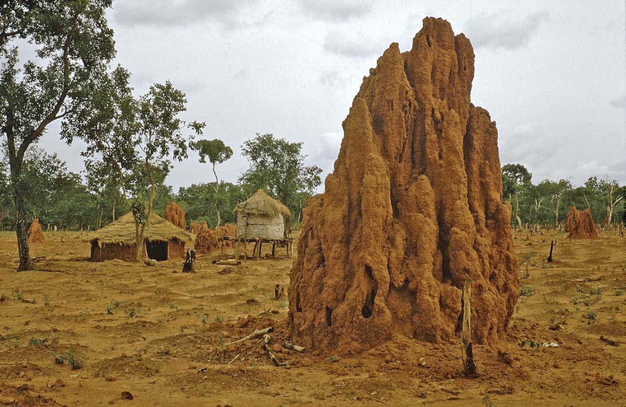 Un exemple d’architecture inspirée des termites