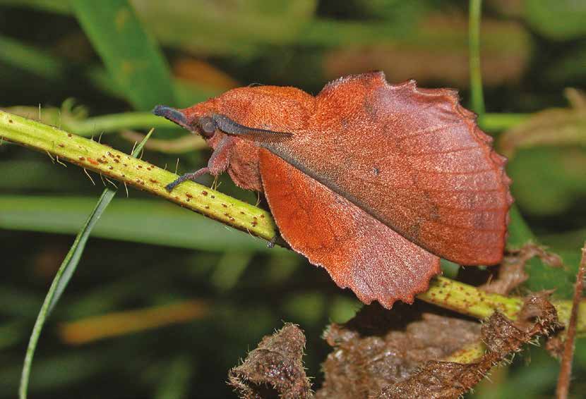 Le mimétisme chez les insectes : l’art de se dissimuler et de tromper