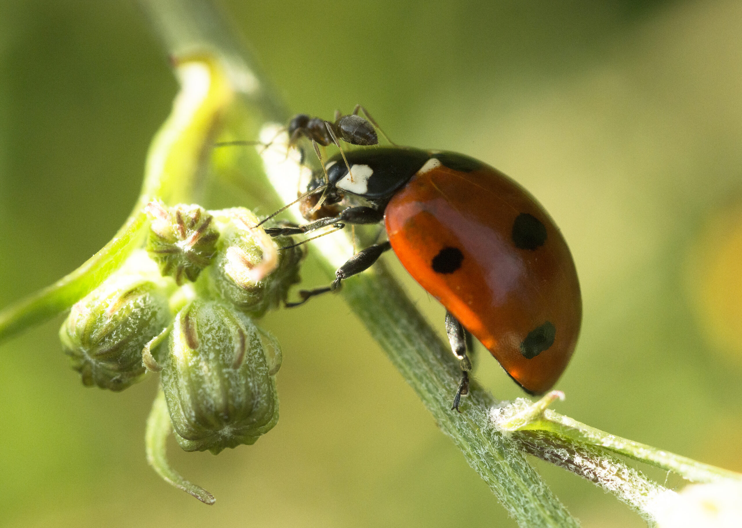 Appel à données coccinelles de Bourgogne Franche-Comté