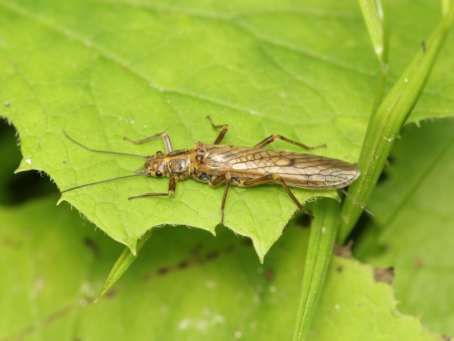 La situation préoccupante des perles de France métropolitaine