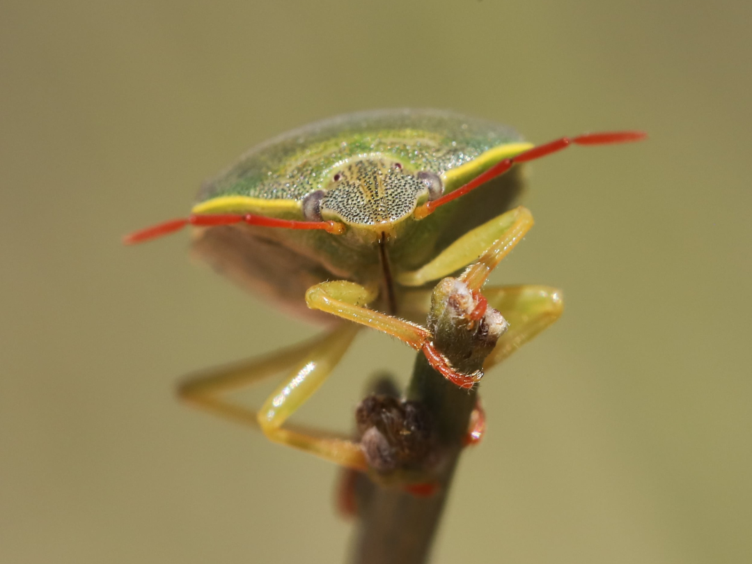 Webinaire : À la découverte des punaises