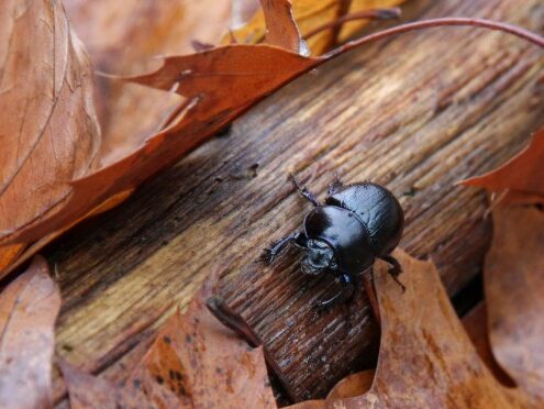 Venez passer vos vacances à la Maison des insectes !