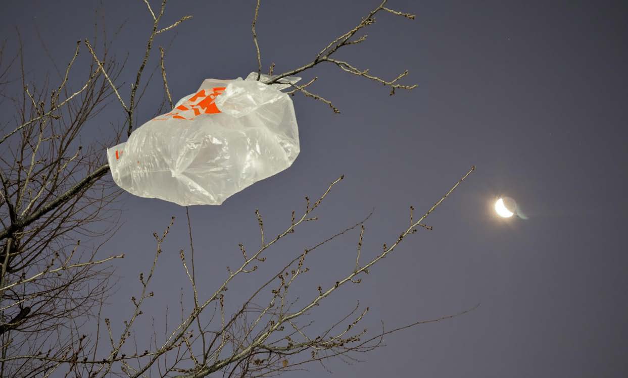 Les insectes mangeurs de plastiques : chevaliers blancs de la dépollution ?