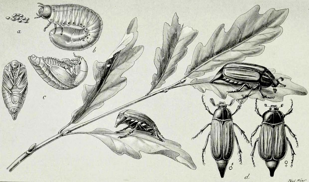 Le Hanneton et la Lemoultine