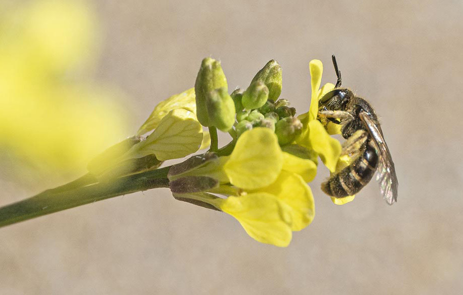 Lasioglossum malachurum, sauvage et sociale
