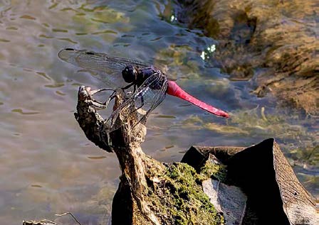Le kamasutra de l’Orthetrum pruinosum du Laos