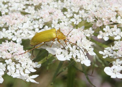 La Cistèle jaune ou Allécule citron
