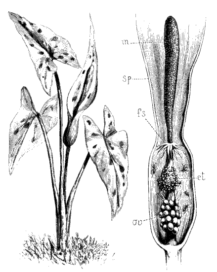 Le piège de l’arum