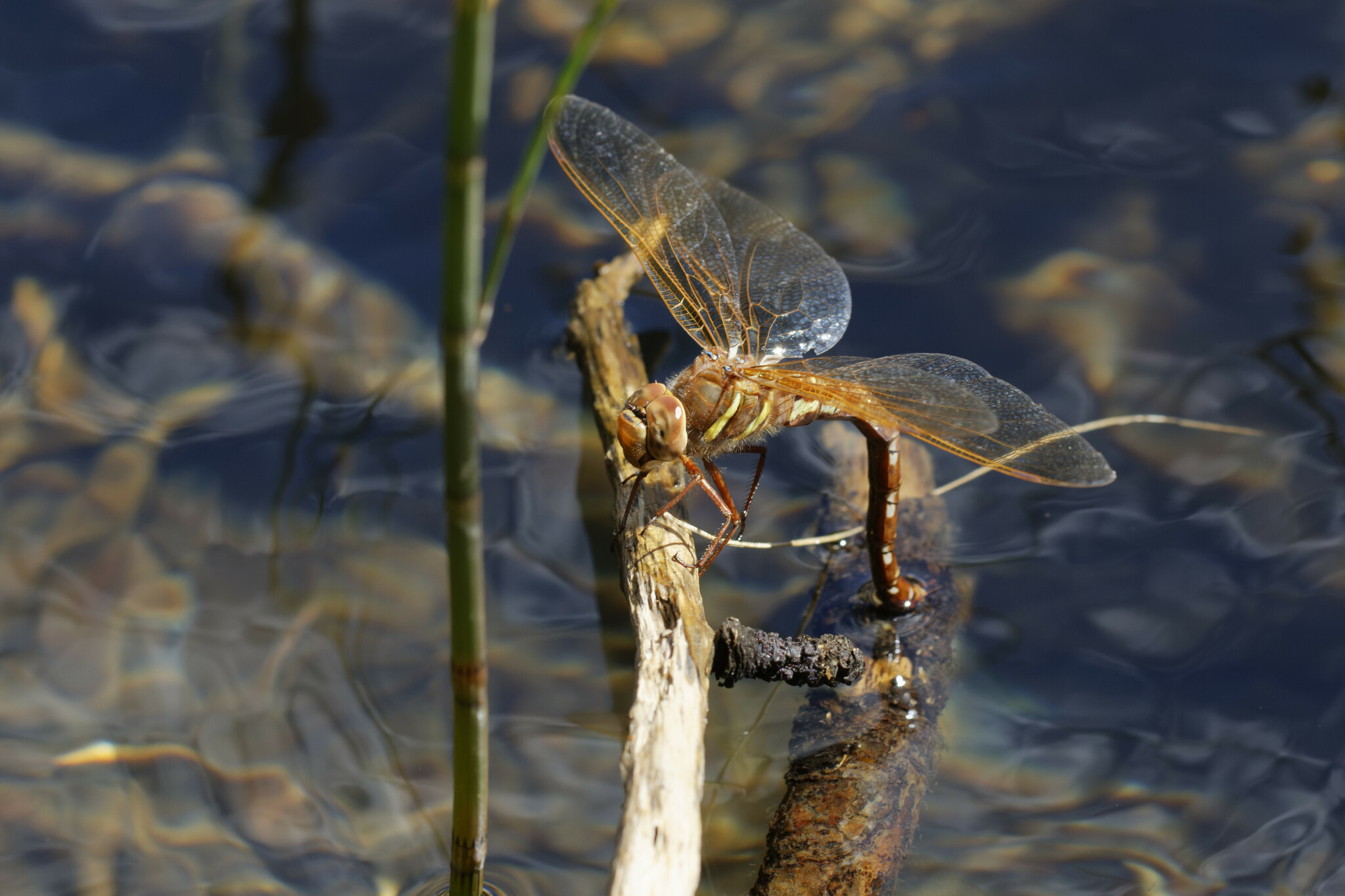 Odonates (niveau 1) au CPIE Brenne-Berry
