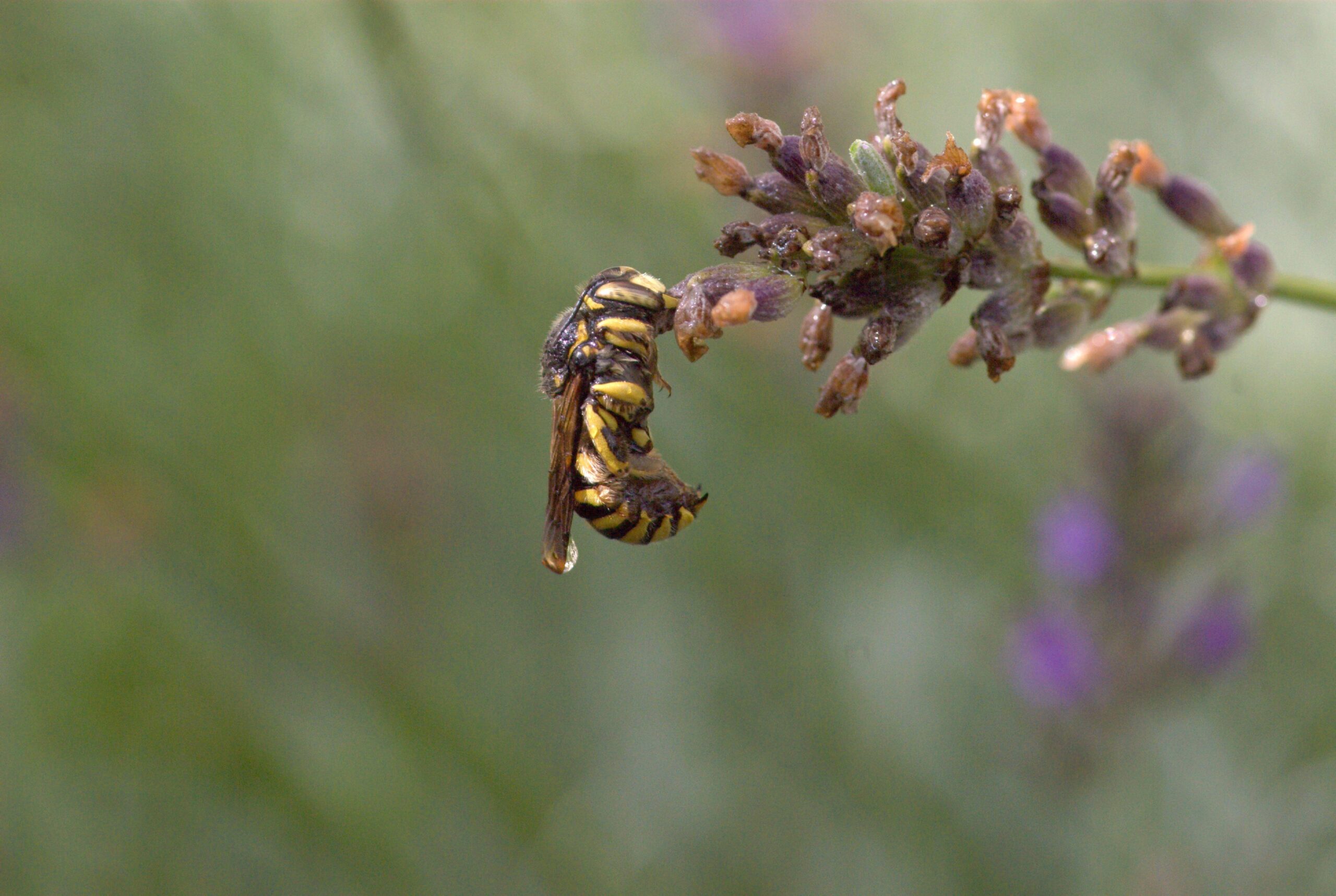 Abeilles sauvages (niveau 2)