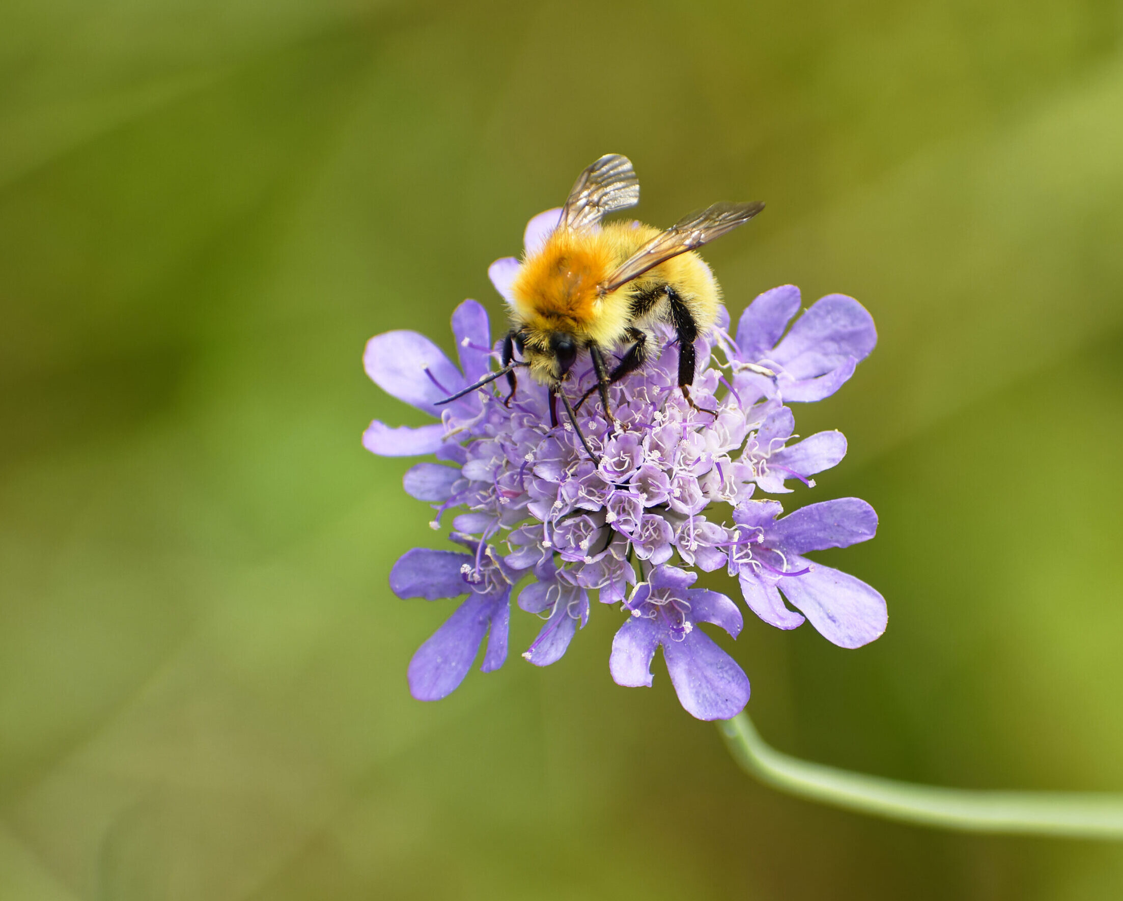 Pollinisateurs&nbsp;: abeilles sauvages (niveau 1)