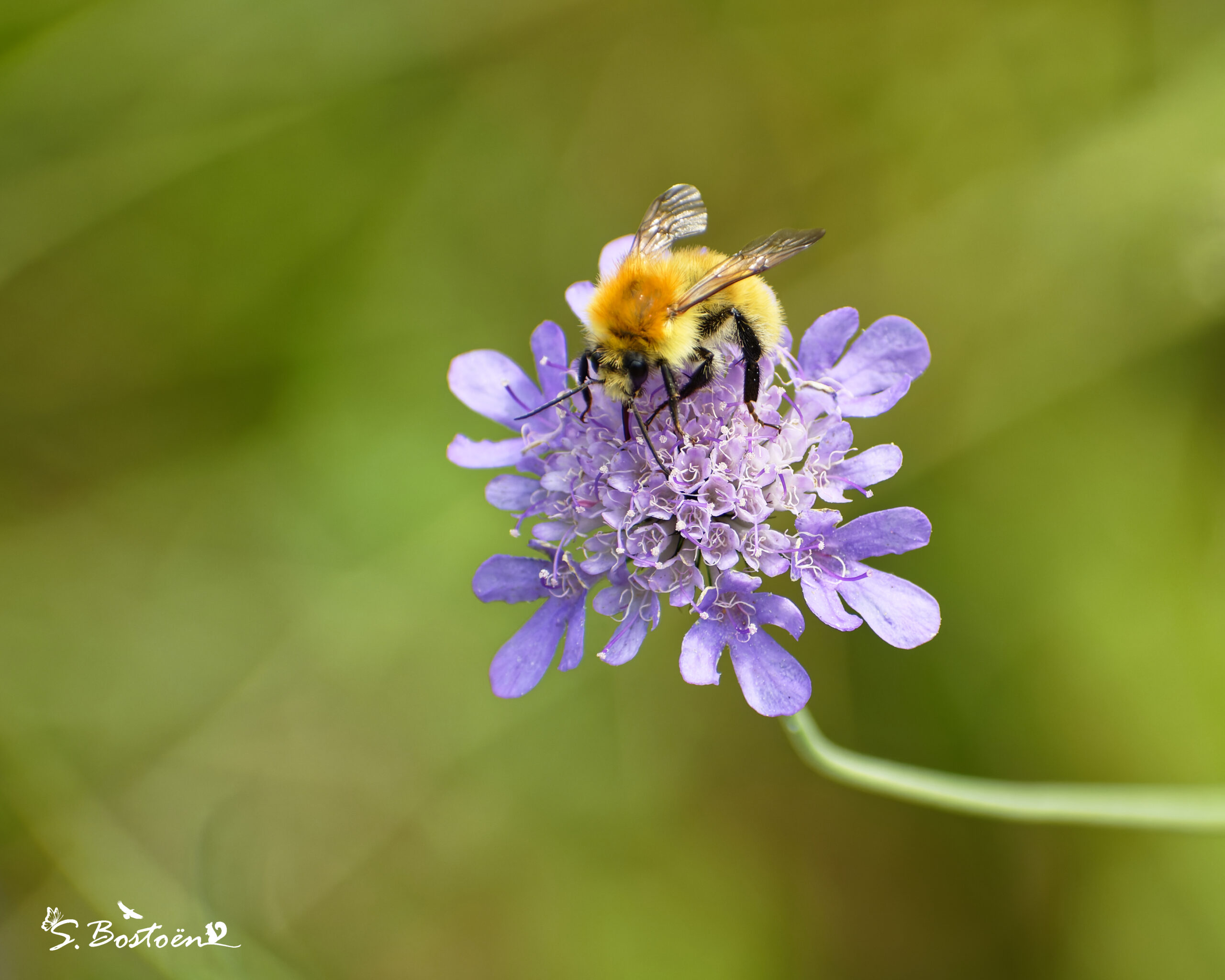 Pollinisateurs : abeilles sauvages (niveau 1)