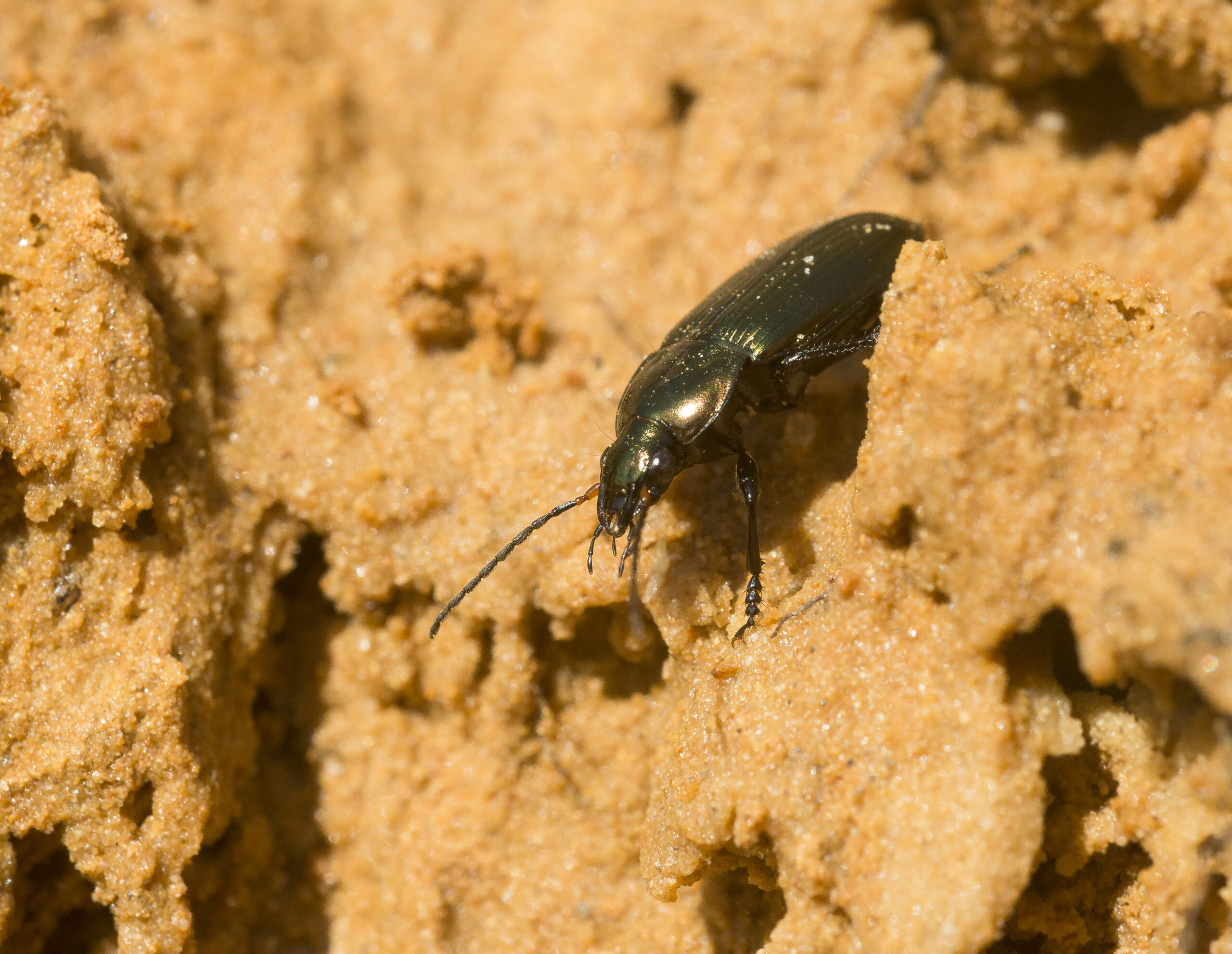 Coléoptères carabidés (niveau 2)