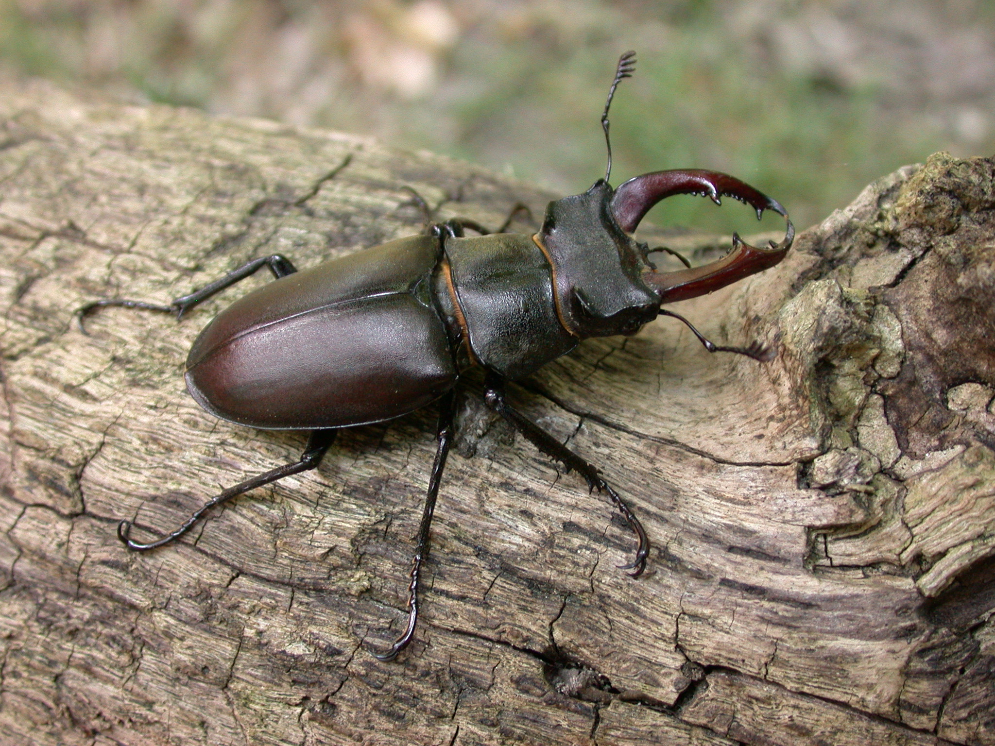 Coléoptères (niveau 1)