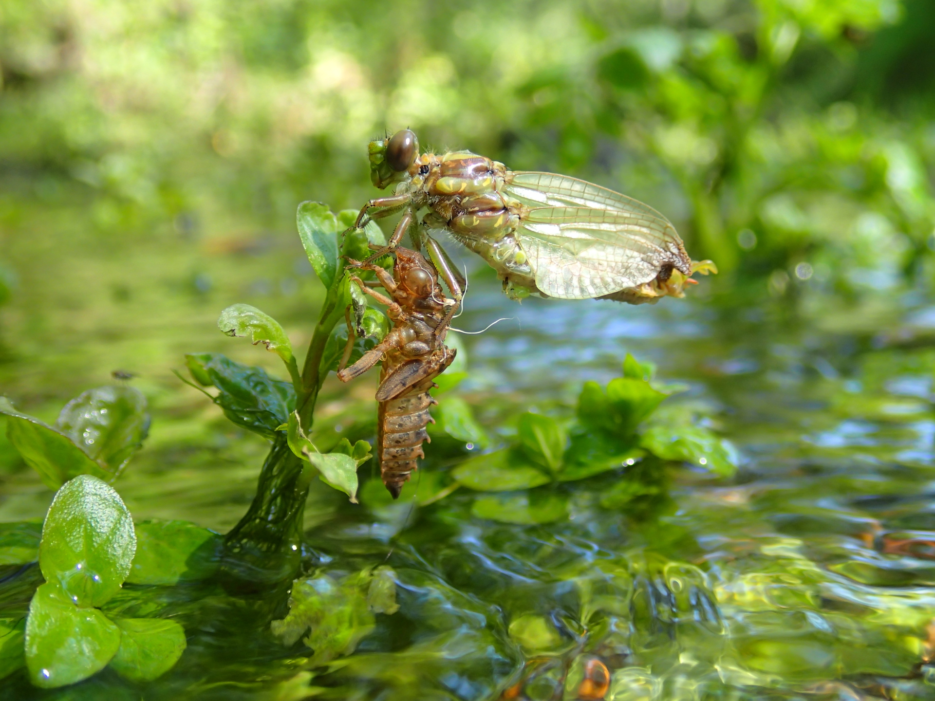 Odonates (niveau 2) au CPIE Brenne-Berry