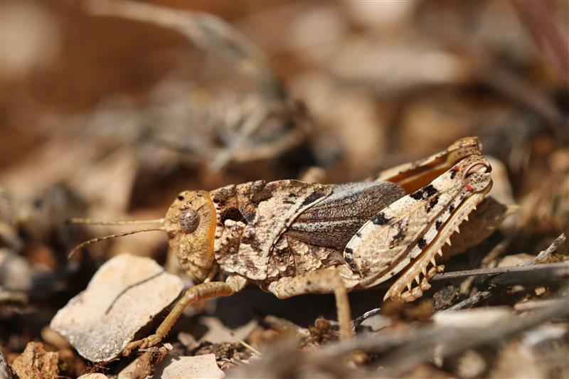 Orthoptères (niveau 1) au CPIE Brenne-Berry