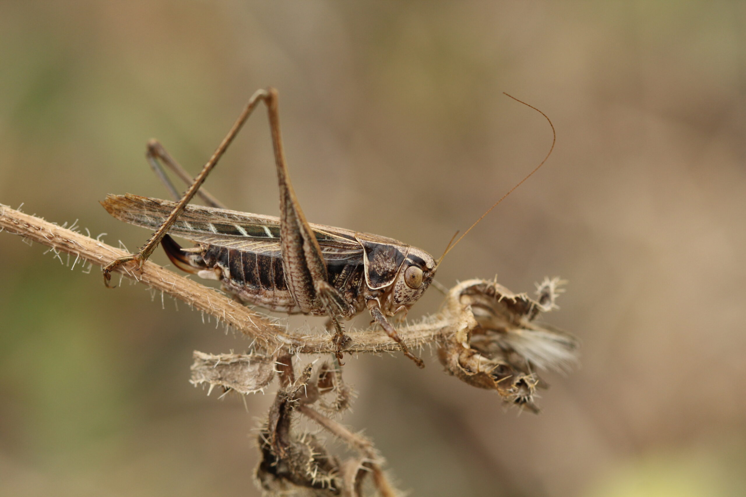 Orthoptères (niveau 1) au CPIE Brenne-Berry