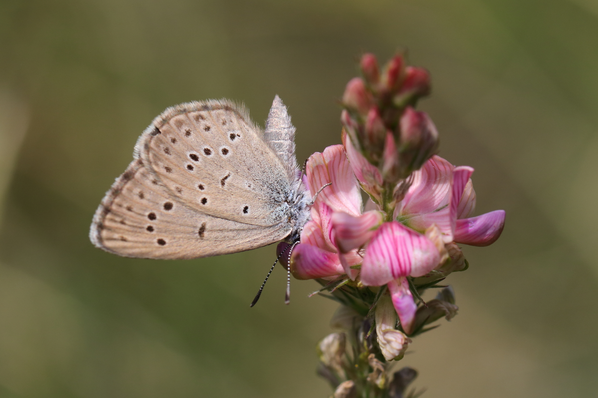 Papillons de jour (niveau 2)