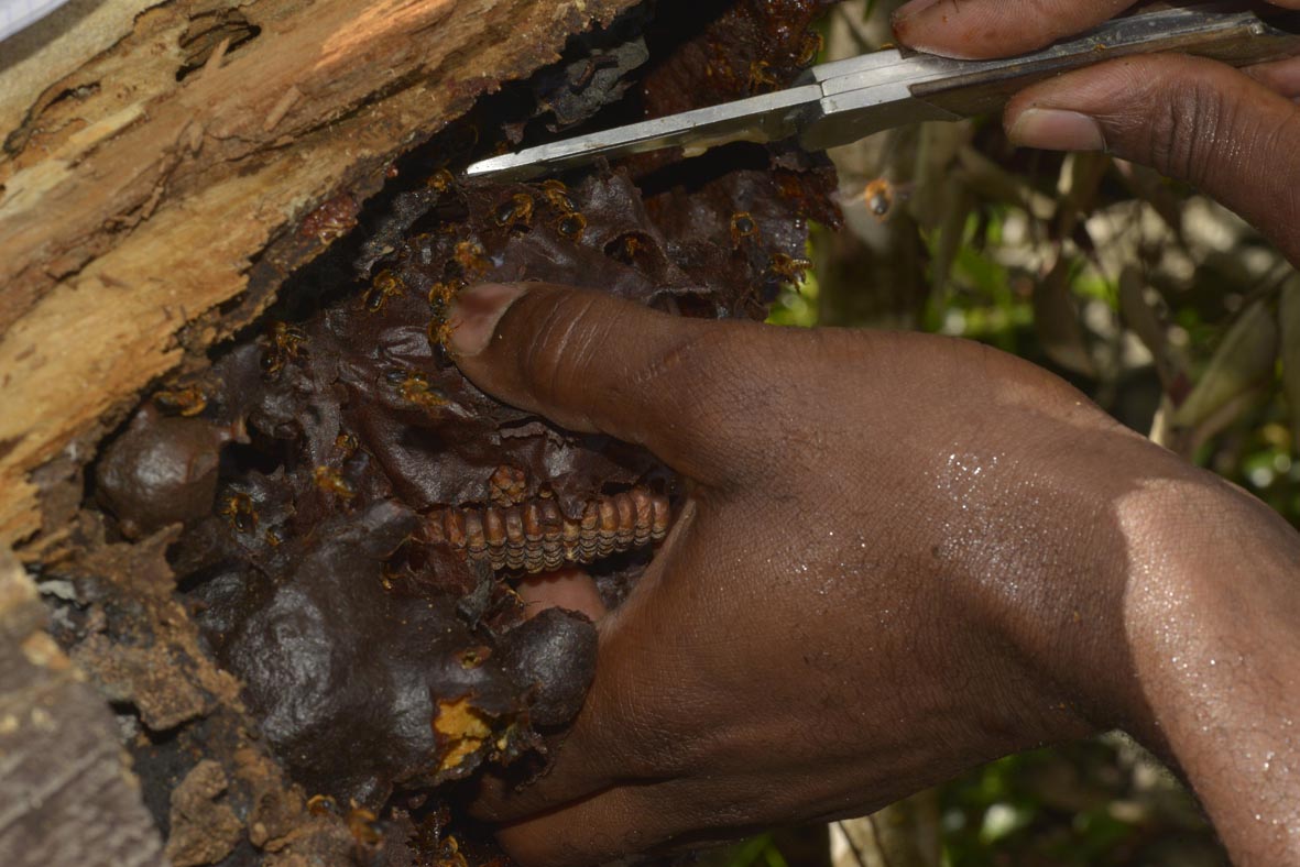 La Mélipone de Guadeloupe (Melipona variegatipes) : entre convoitise et conservation