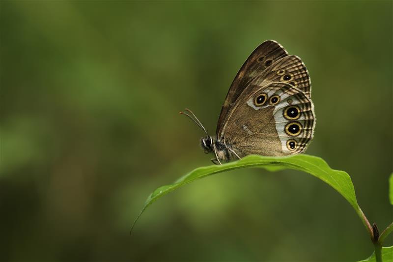 Insectes protégés : identification et réglementation
