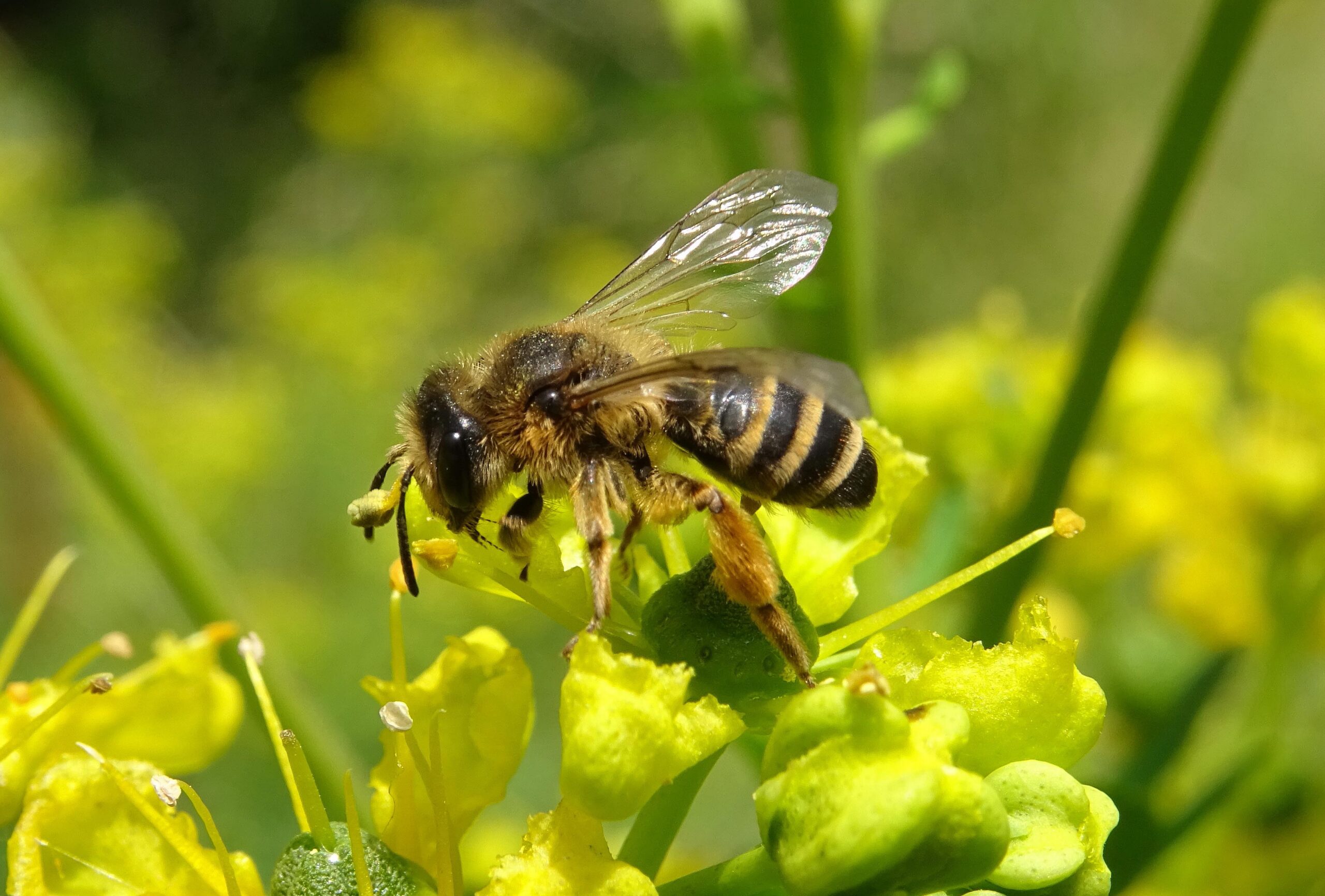 Andrènes et pollinies