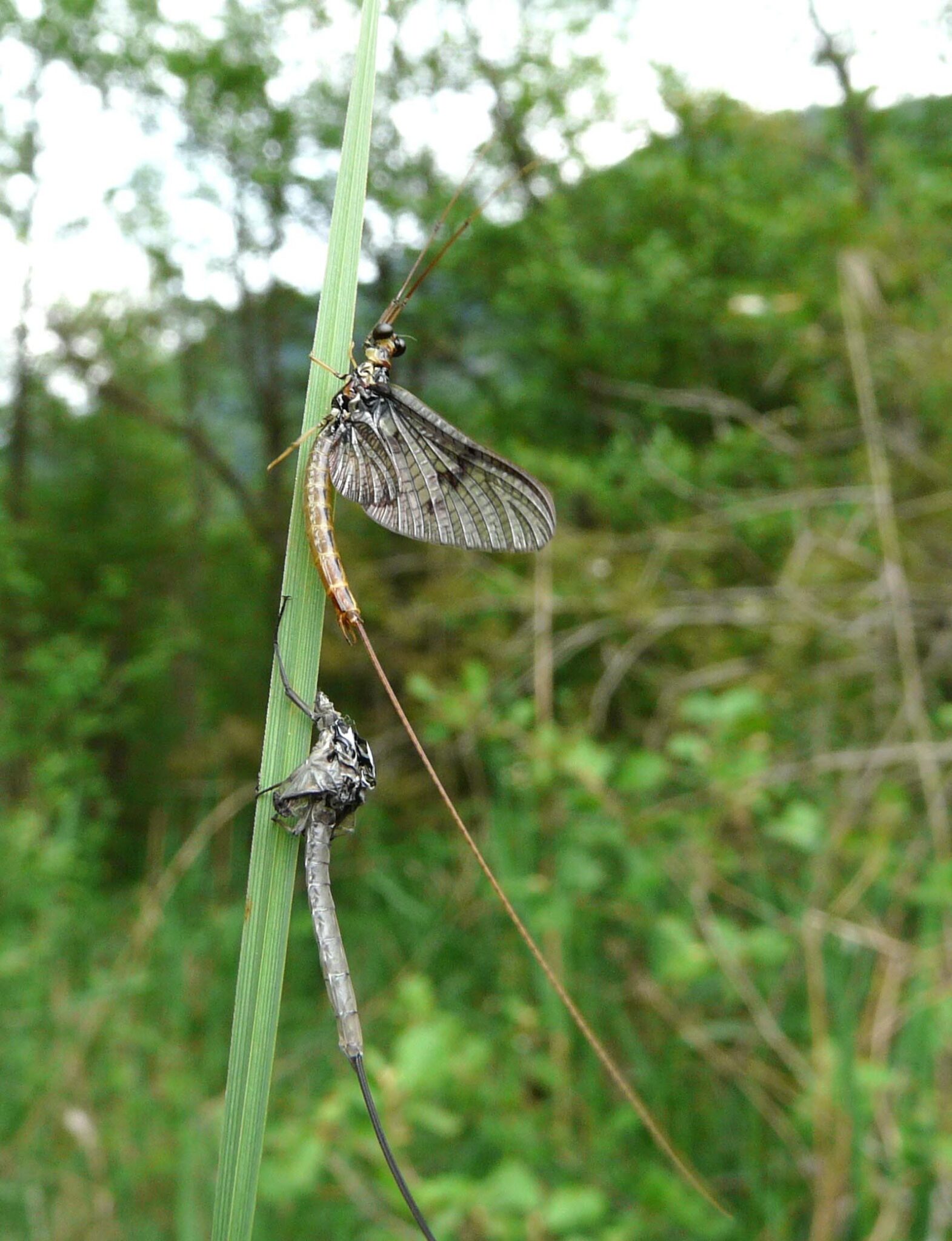 Ephemere Insect Éphémère for ever – Portfolio – Office pour les insectes et leur ...