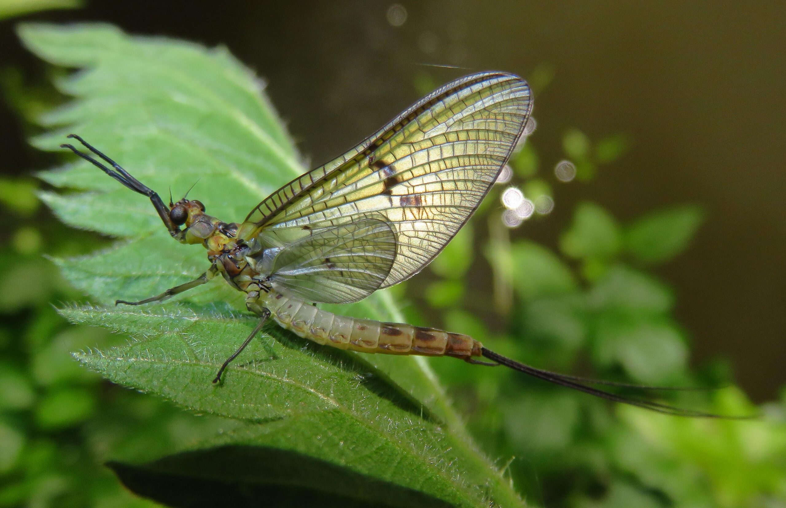 Éphémère for ever – Portfolio