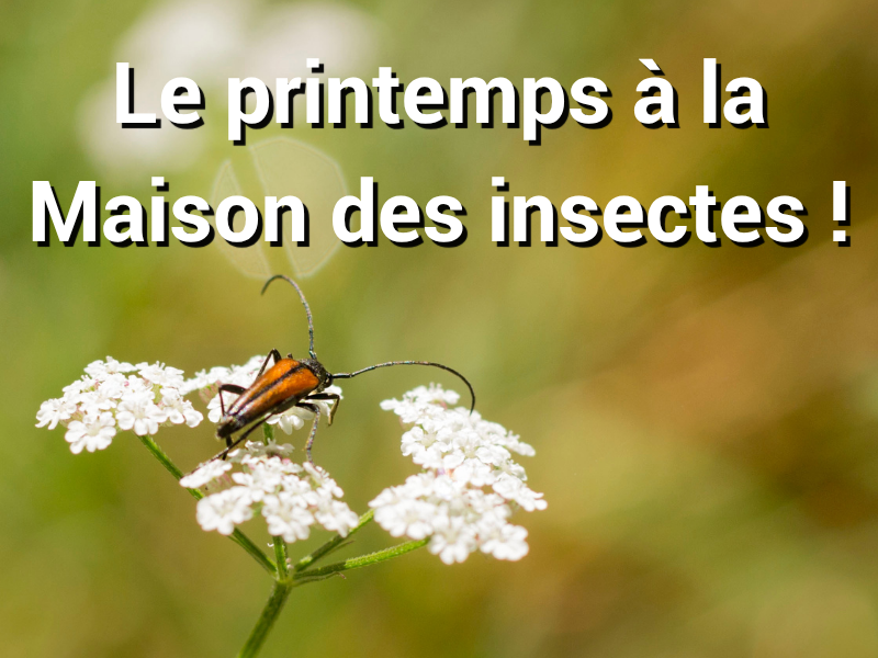 Les vacances à la Maison des insectes – Animations & sorties